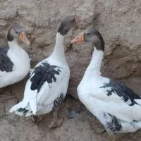 غاز