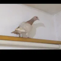 پلاکی|پرنده|بوشهر, |دیوار