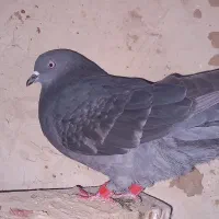 پرشی|پرنده|ماهدشت, |دیوار