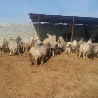 نوزده رآس میش