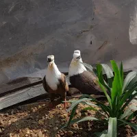 فروش کبوتر کربلایی کله سفید|پرنده|انبارآلوم, |دیوار