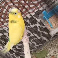 مرغ عشق نر|پرنده|فسا, |دیوار