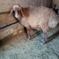 بره نر گوشتی