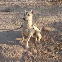 کوچوک پاکوتاه