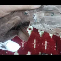 گمشده|حیوانات|کازرون, |دیوار