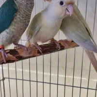 طوطی گیرینچیک راهب ملنگو سرلاکی تا جفت|پرنده|کرج, گلشهر|دیوار