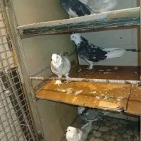 سرور هما و سرور|پرنده|سمنان, |دیوار