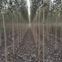 نــهال صـنوبــر ریشهپرور با رشد تضمینی فرصت محدود|خدمات باغبانی و درختکاری|اصفهان, شاهزید|دیوار