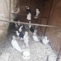 کفتر|پرنده|یزد, |دیوار
