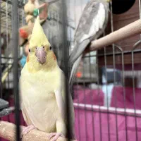 عروس علندی جفت|پرنده|فردیس, شهرک هفده شهریور|دیوار