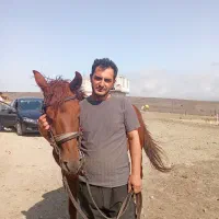 فروش دوراس مادیان|اسب و تجهیزات اسبسواری|نمین, |دیوار