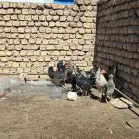 خروس گلین|حیوانات مزرعه|خمینی‌شهر, |دیوار