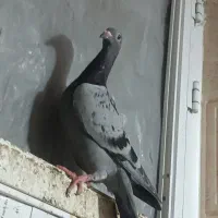 کفتر|پرنده|آزادشهر, |دیوار