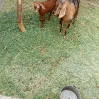 بزه چاغ یع زه داده چمل زاه هسته باگیسه چاغ