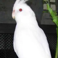 آلبینو .لوتینو .مرواریدی