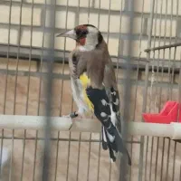 ماده سهره متولد قفس