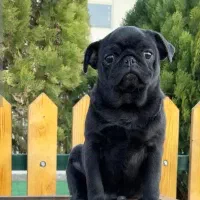 سگ نژاد پاگ pug