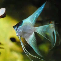 کارگر و همکار برای فروشگاه و سالن ماهی