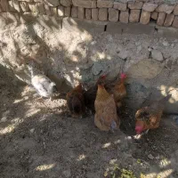 ۶عددمرغ محلی بفروش میرسد.
