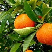 باغ مرکبات و چایی