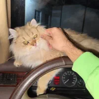 گمشده در دهدشت