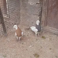 تعدادی کبوتر|پرنده|رفسنجان, |دیوار