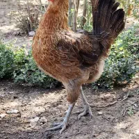 مرغ گلین لری