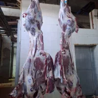 گوشت گوساله و گوسفندی و همبر مخصوص|خوردنی و آشامیدنی|شیراز, گلکوب|دیوار