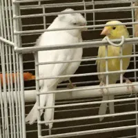 قناری نر کلستر سفید با ماده لیمویی