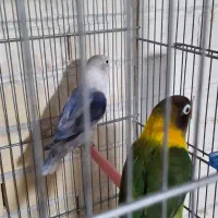 طوطی کوتوله و عروس هلندی|پرنده|رفسنجان, |دیوار