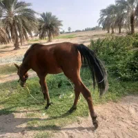 کره اسب|اسب و تجهیزات اسبسواری|عنبرآباد, |دیوار