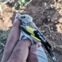 جوجه سهره کوردستان|پرنده|تهران, آرارات|دیوار