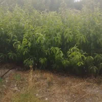 نهال شلیل ردقول  سانگی بهاره هلو