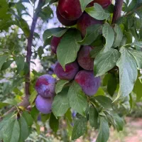 باغ وباغچه/۲۵۸متری/سندتک برگ/چسب بافت|فروش زمین و ملک کلنگی|تهران, شهرک ولیعصر جنوبی|دیوار