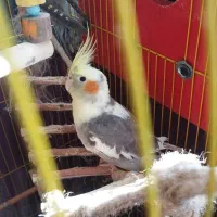 ۳ عدد عروس هلندی|پرنده|نشتارود, |دیوار