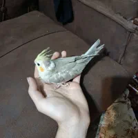عروس هلندی