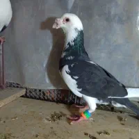 گم شده|حیوانات|گلبهار, شهر جدید گلبهار|دیوار