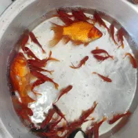 ماهی قرمز|ماهی|اردبیل, |دیوار