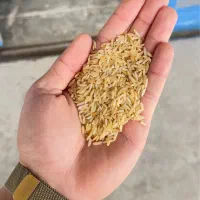 ۲۰۰۰ کیلوهاشمی دودی درجه ۲