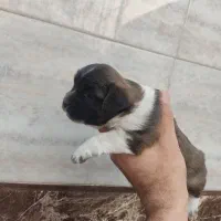 توله سگ شیتزو ماده