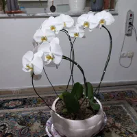 گل ارکیده|گل و گیاه طبیعی|تهران, جیحون|دیوار