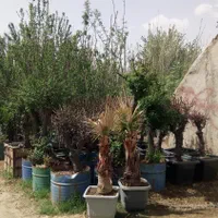 باغبانی درختچه نهالستان نهال درخت گل وگیاه فروشی|خدمات باغبانی و درختکاری|تهران, باغ خزانه|دیوار