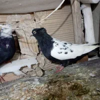 کفتررنگه سینه سیاه وکله برنجی کرمونی سیدصید جفتگاه