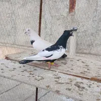 پرنده|پرنده|قزوین, |دیوار