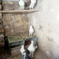 کفتر