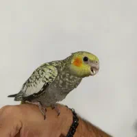 جوجه عروس هلندی دستی