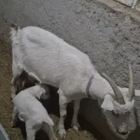 فروش بزن زاییده سانن اصل