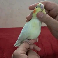 عروس هلندی|پرنده|قم, آزادگان|دیوار