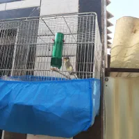 انواع قناری|پرنده|بندر ماهشهر, |دیوار