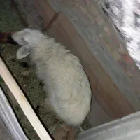 گوسفند بر ماده